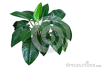 Heart shaped dark green leaves of philodendron â€œEmerald Greenâ€ tropical foliage plant bush isolated on white background, Stock Photo